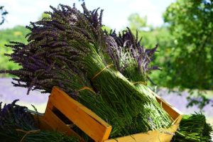 herbs