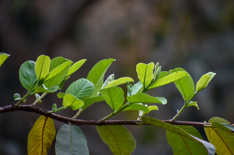leaves